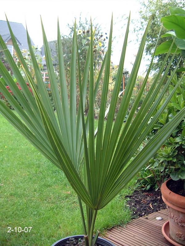 sabal